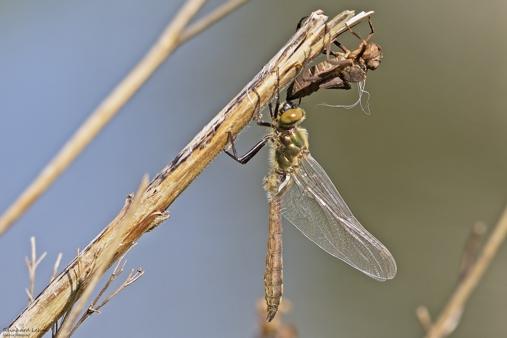  Frisch geschlüpfte Falkenlibelle