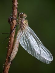 frisch geschlüpfte falkenlibelle II