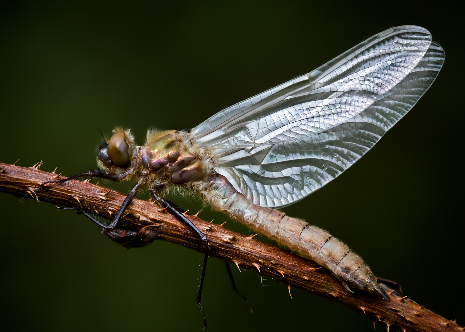 frisch geschlüpfte falkenlibelle w.