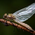 frisch geschlüpfte falkenlibelle w.