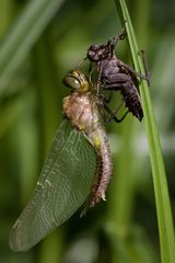 frisch geschlüpfte falkenlibelle w.