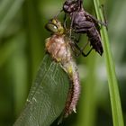 frisch geschlüpfte falkenlibelle w.