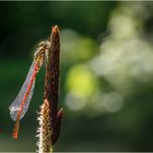 Frisch geschlüpfte frühe Adonislibelle