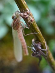 Frisch geschlüpfte Frühe Adonislibelle (Pyrrhosoma nymphula) . . .