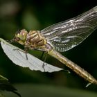 frisch geschlüpfte glänzende smaragdlibelle w.