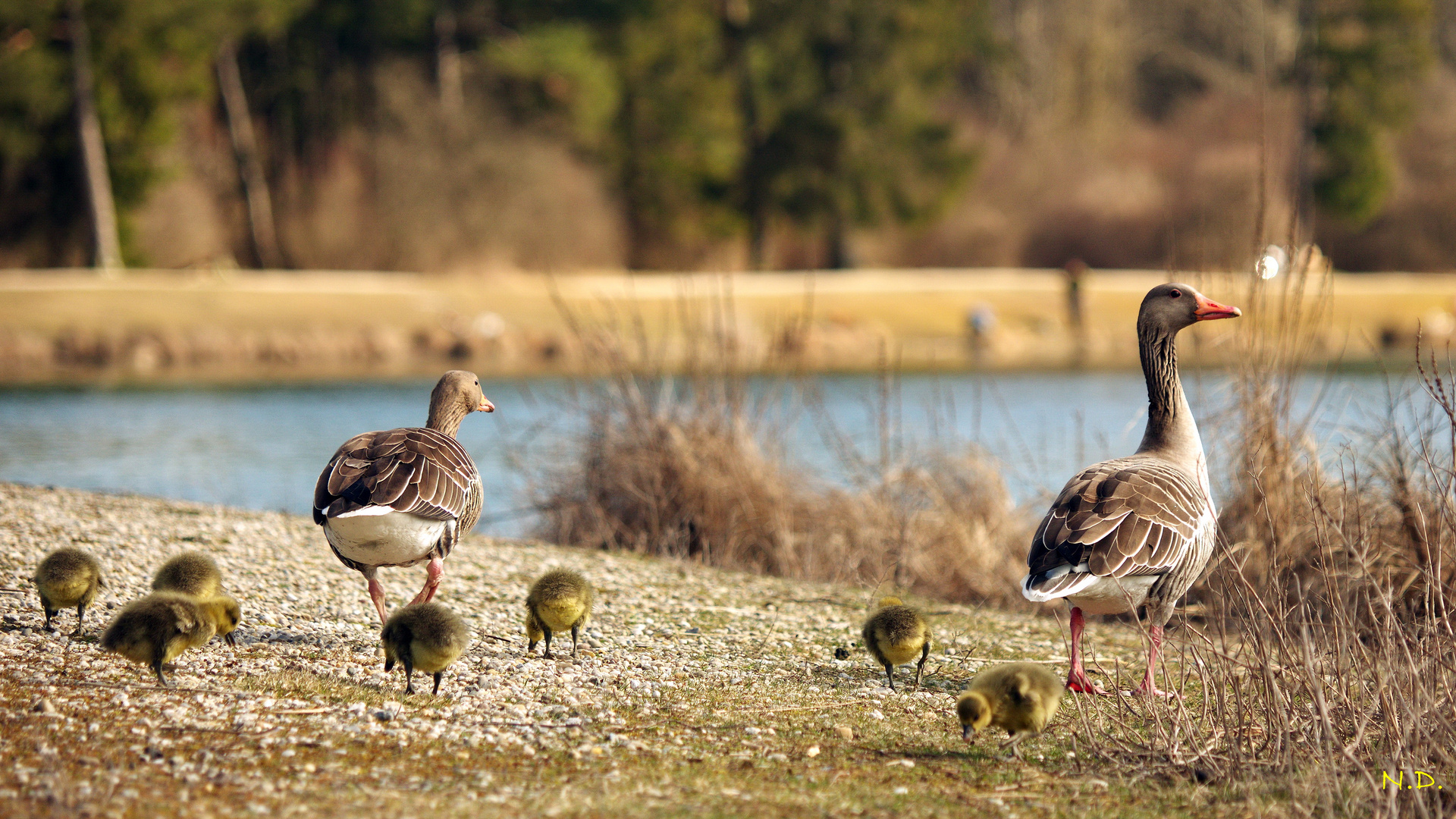 frisch geschlüpfte Grauganz-Küken am Weidmannsee