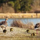 frisch geschlüpfte Grauganz-Küken am Weidmannsee