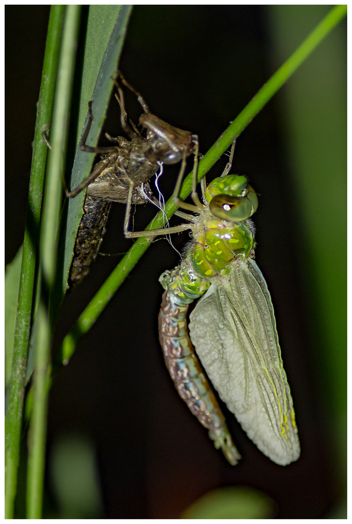 Frisch geschlüpfte Große Königslibelle (Anax imperator) 