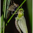 Frisch geschlüpfte Große Königslibelle (Anax imperator) 