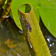 Frisch geschlüpfte Große Pechlibelle (Ischnura elegans)