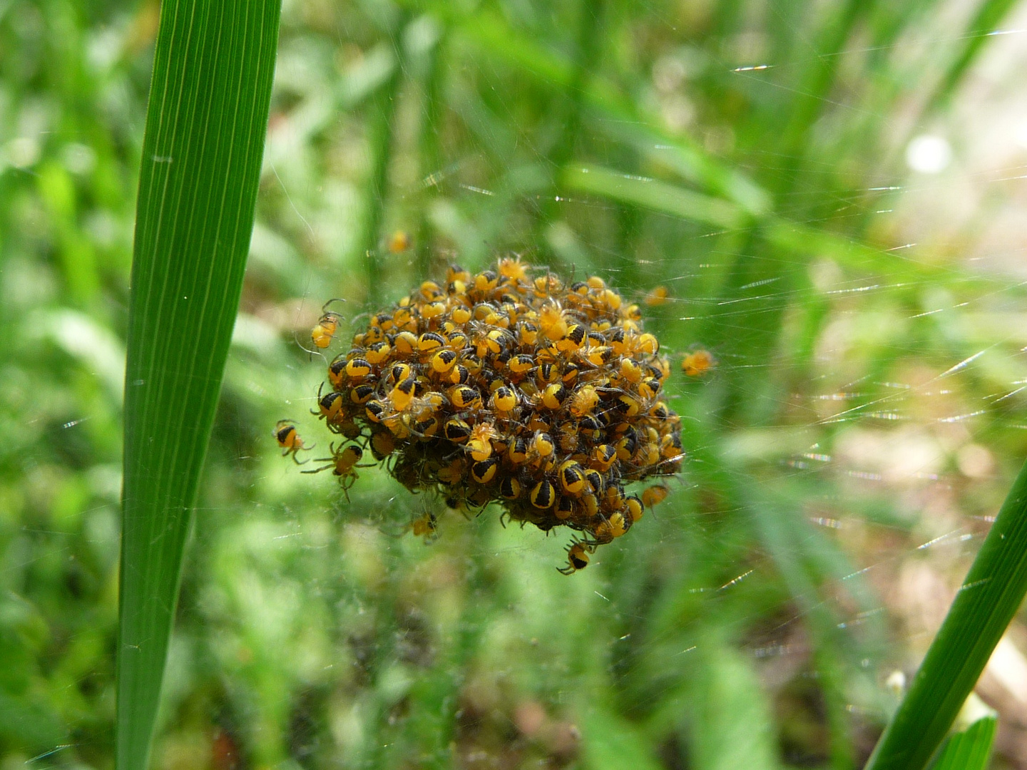 Frisch geschlüpfte Kreuzspinnen Foto & Bild tiere, wildlife, spinnen