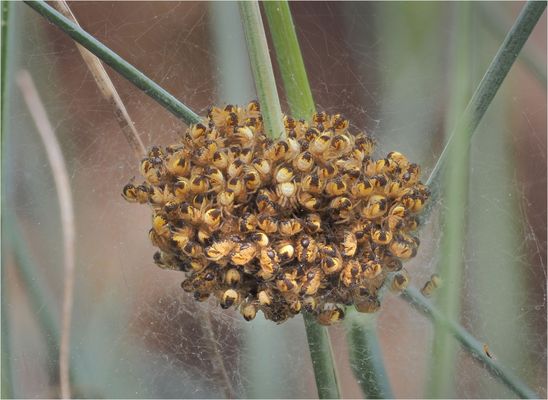 Frisch geschlüpfte Kreuzspinnen....Doku