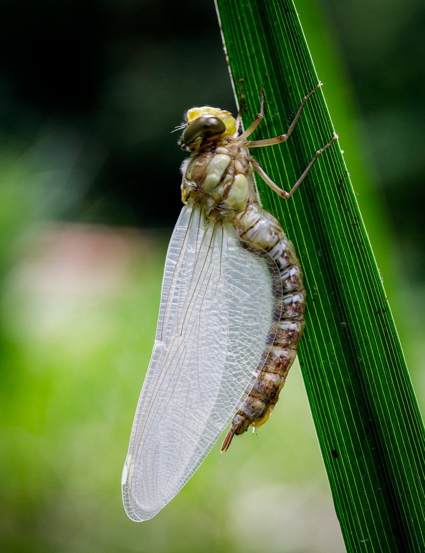 Frisch geschlüpfte Libelle