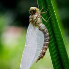 Frisch geschlüpfte Libelle