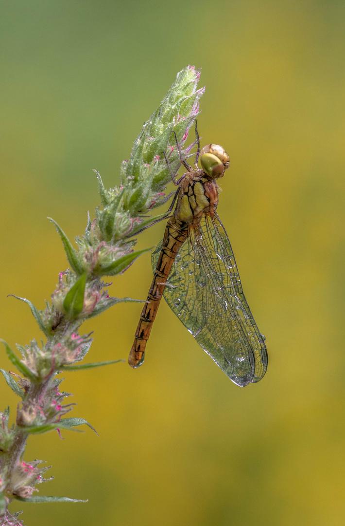 Frisch geschlüpfte Libelle 