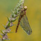 Frisch geschlüpfte Libelle 