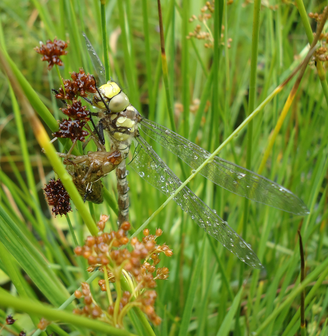 frisch geschlüpfte Libelle