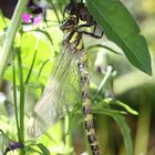 Frisch geschlüpfte Libelle