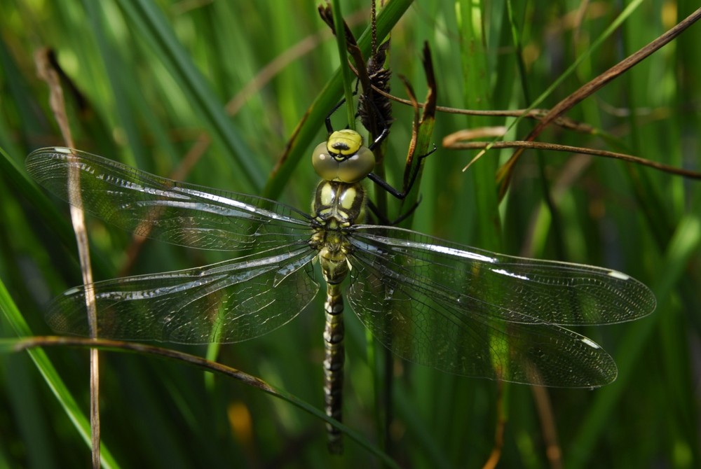 frisch geschlüpfte Libelle