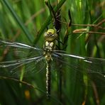 frisch geschlüpfte Libelle