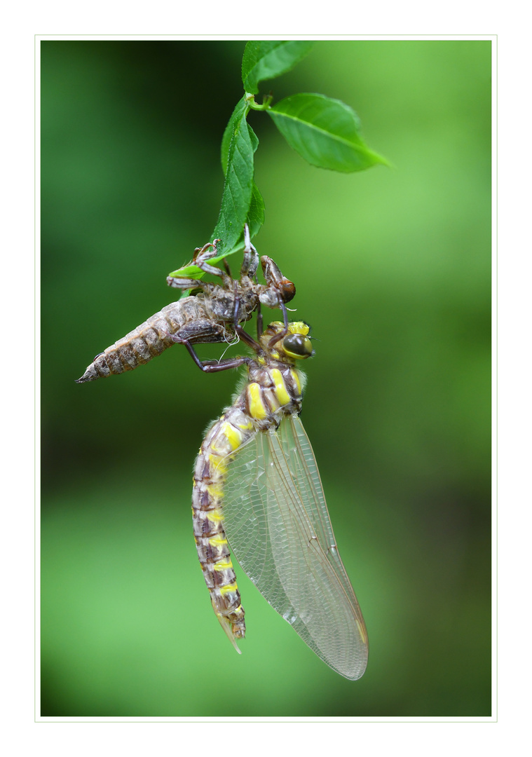 Frisch geschlüpfte Libelle.