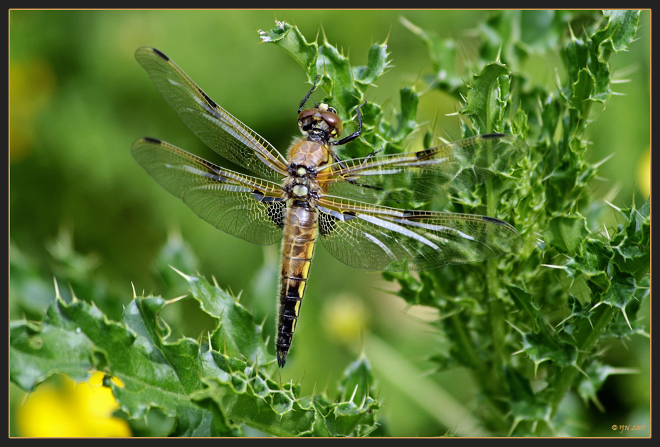 Frisch geschlüpfte Libelle