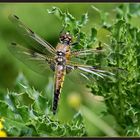 Frisch geschlüpfte Libelle