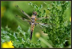 Frisch geschlüpfte Libelle