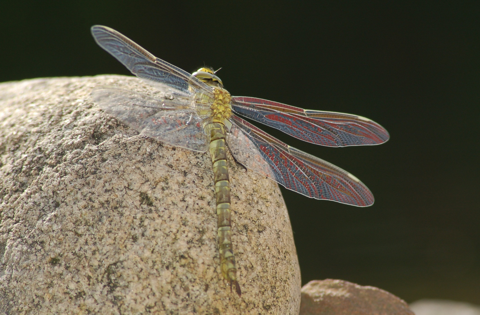 Frisch geschlüpfte Libelle