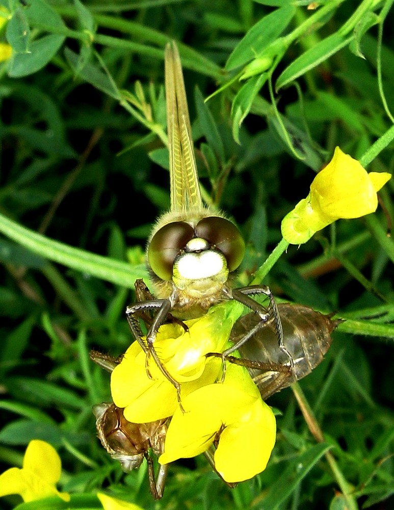 frisch geschlüpfte Libelle