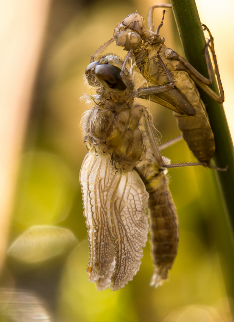 frisch geschlüpfte Libelle