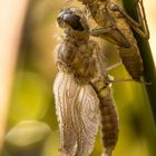 frisch geschlüpfte Libelle