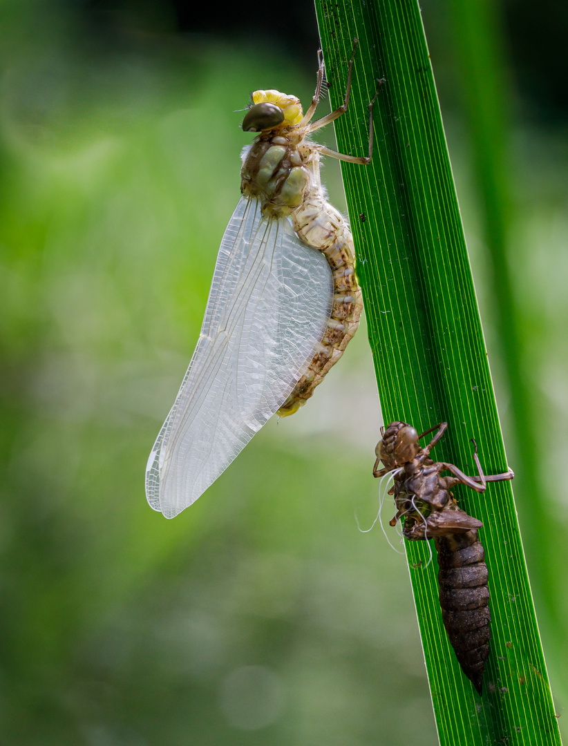 Frisch geschlüpfte Libelle....