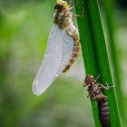 Frisch geschlüpfte Libelle....