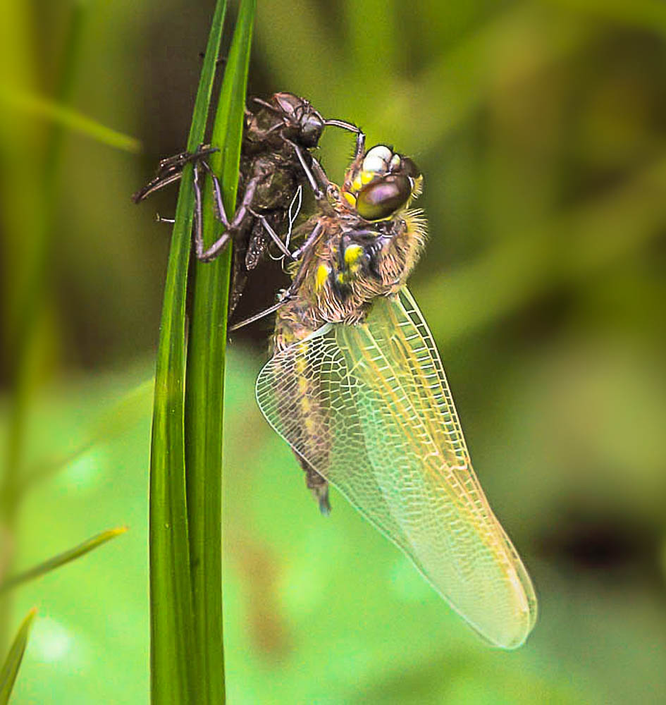 Frisch geschlüpfte Libelle