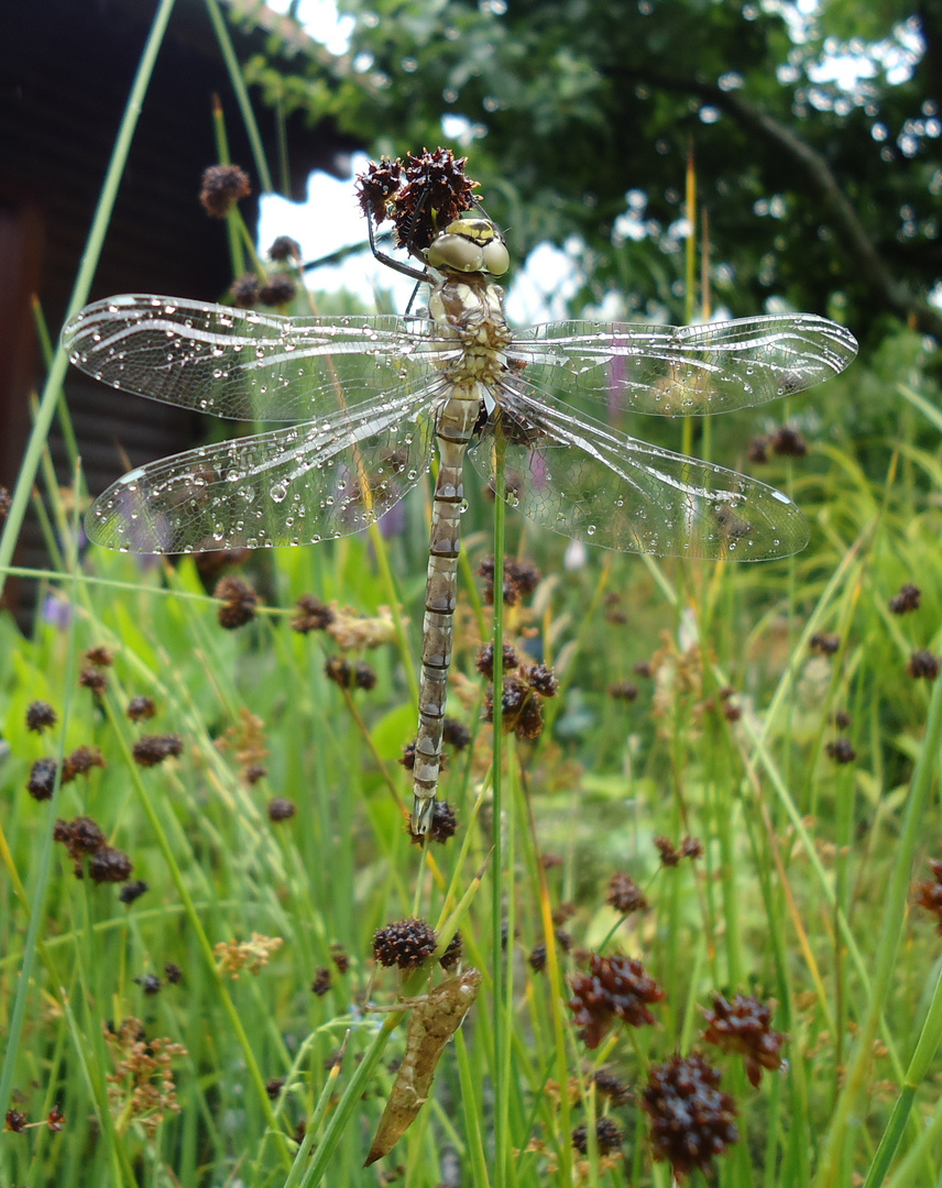 frisch geschlüpfte Libelle_2