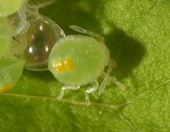 Frisch geschlüpfte Nymphe von Acanthosoma haemorrhoidale