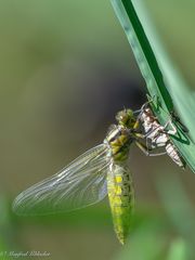 Frisch geschlüpfte Plattbauchlibellen ...
