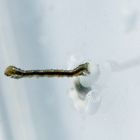 Frisch geschlüpfte Rauten-Rindenspannerlarve (Peribatodes rhomboidaria)