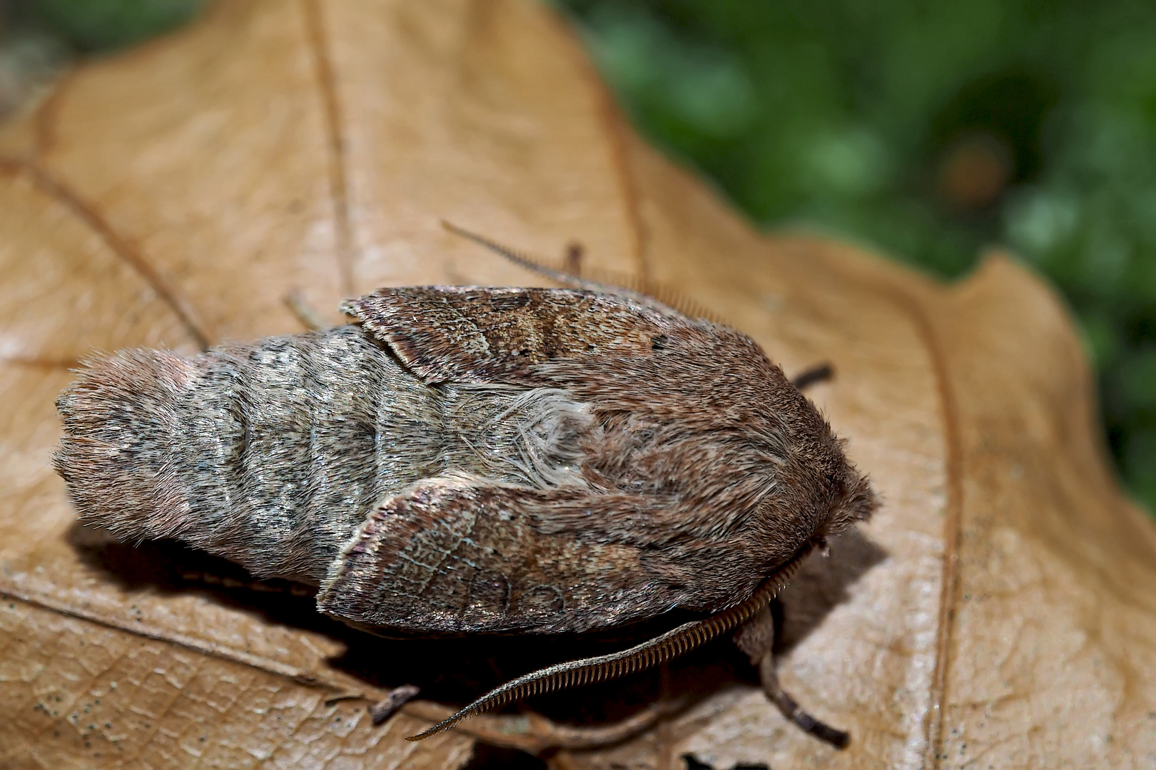 Frisch geschlüpfte Rundflügel-Kätzcheneule (Orthosia cerasi) - L'Orthosie du cerisier.