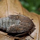 Frisch geschlüpfte Rundflügel-Kätzcheneule (Orthosia cerasi) - L'Orthosie du cerisier.