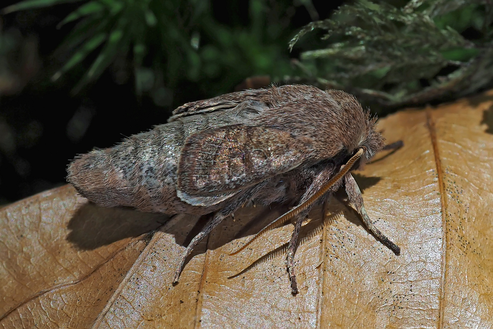 Frisch geschlüpfte Rundflügel-Kätzcheneule (Orthosia cerasi) - L'Orthosie du cerisier.