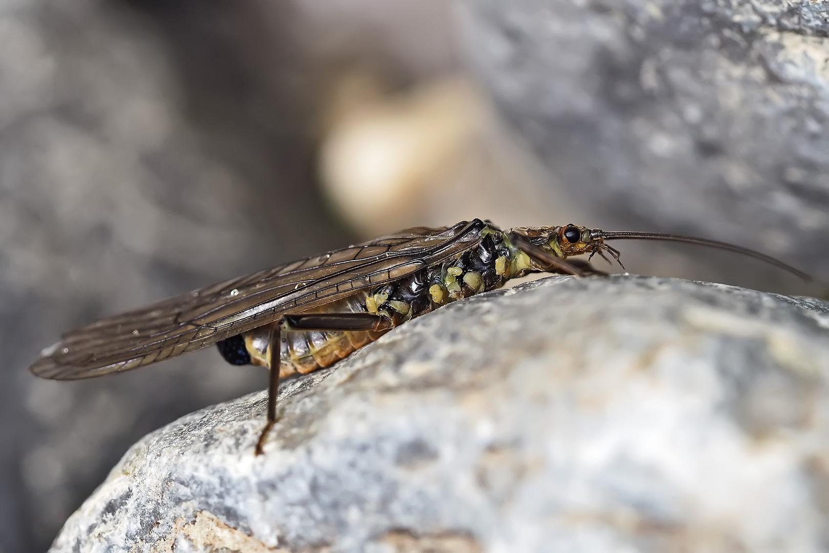 Frisch geschlüpfte Steinfliege (Plecoptera) am Bergbach.