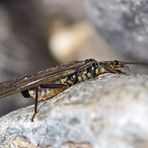 Frisch geschlüpfte Steinfliege (Plecoptera) am Bergbach.