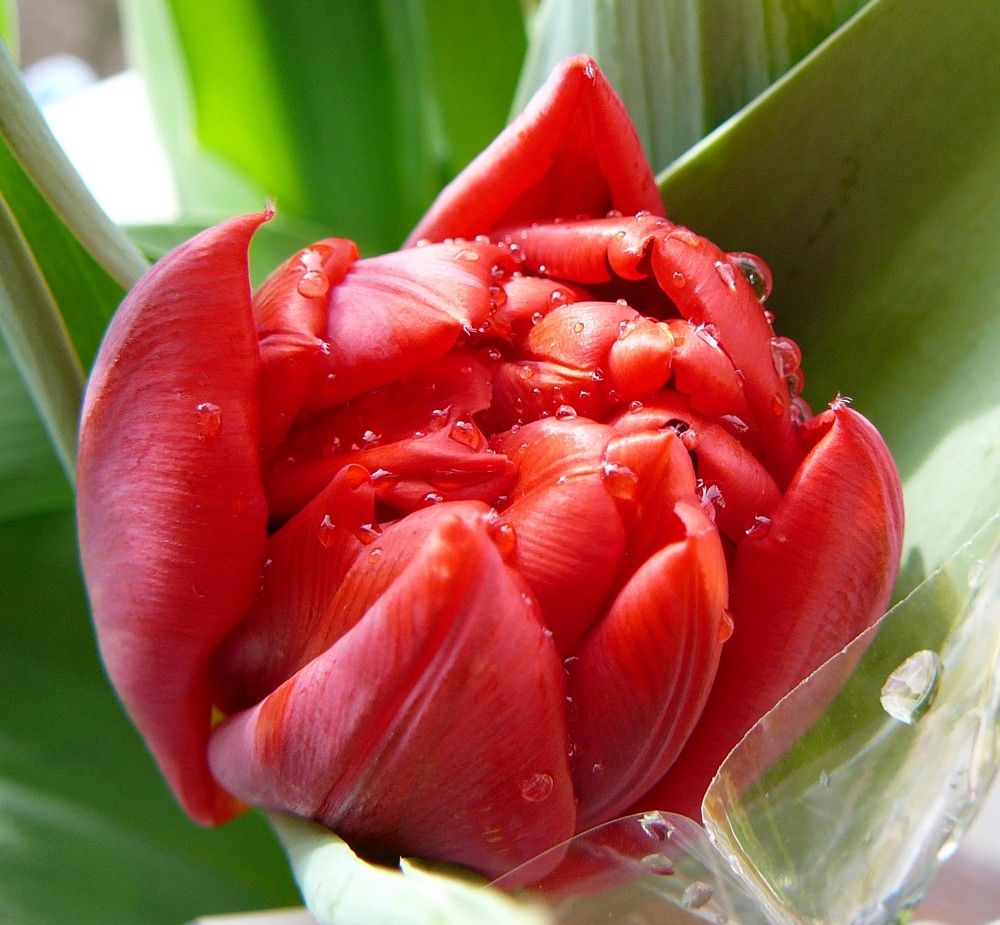 frisch geschlüpfte Tulpe
