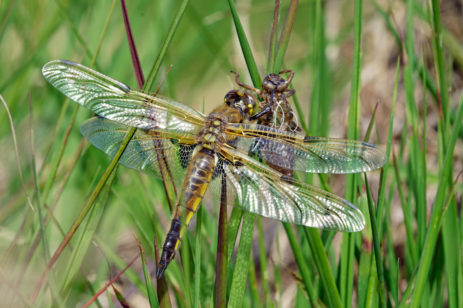 Frisch geschlüpfte Vierflecklibelle