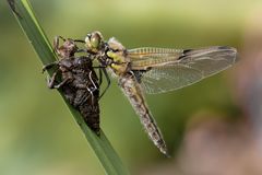 frisch geschlüpfte vierflecklibelle m.