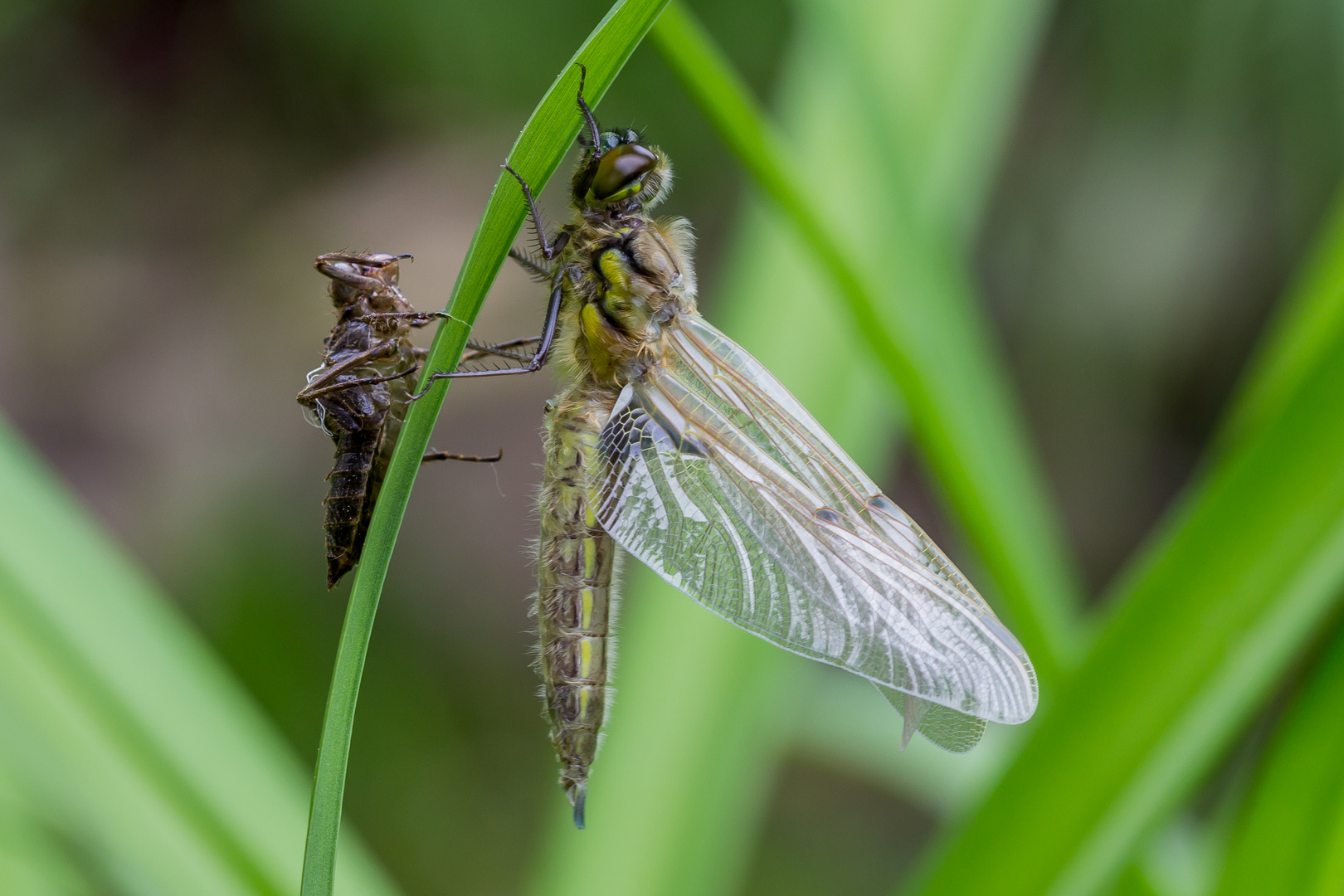 Frisch geschlüpfte Vierflecklibelle mit Larvenhaut