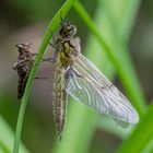 Frisch geschlüpfte Vierflecklibelle mit Larvenhaut