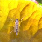Frisch geschlüpfte Zuckmücke unter einem Seerosenblatt, ca. 10 mm groß.